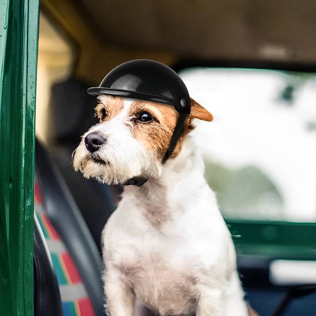 Casque et lunettes de moto pour chien noir, offrant une protection UV et anti-vent sécurisée pour chien aventurier.