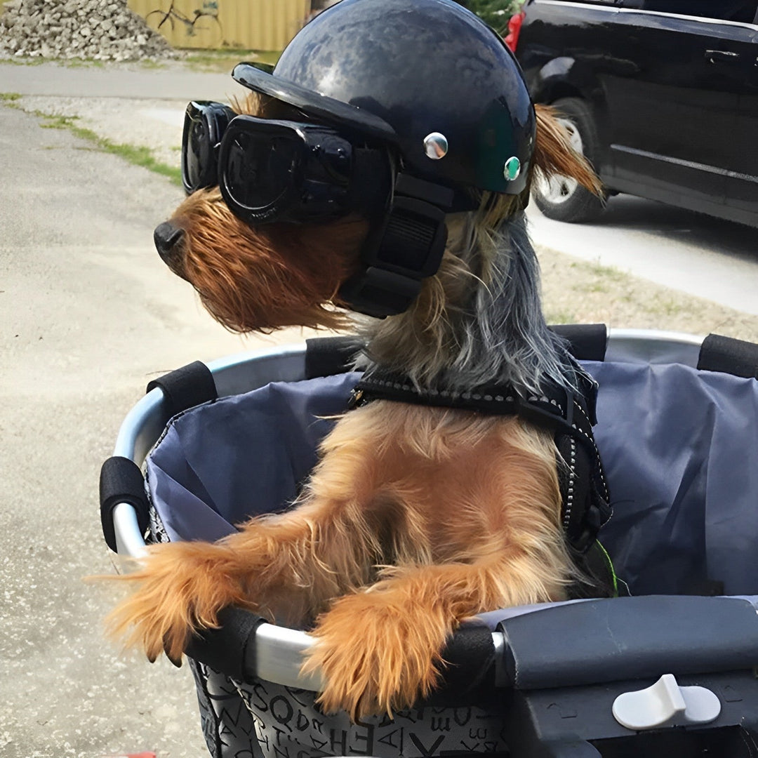 Accessoires de sécurité chien : casque de protection robuste et lunettes de soleil pour moto, pour un chien stylé et protégé.