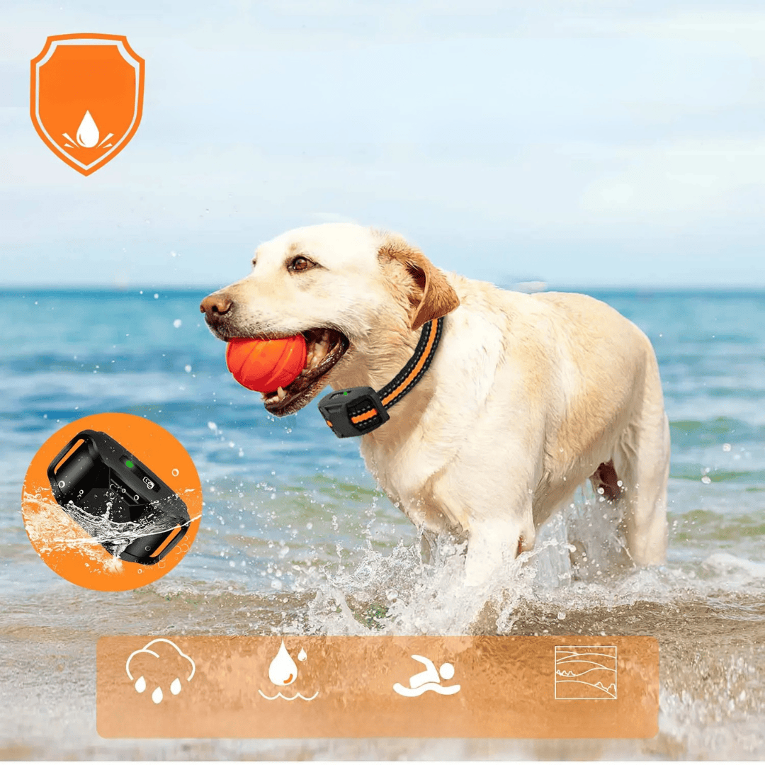 Collier d'entraînement canin sûr et efficace pour corriger les comportements indésirables chez le chien.