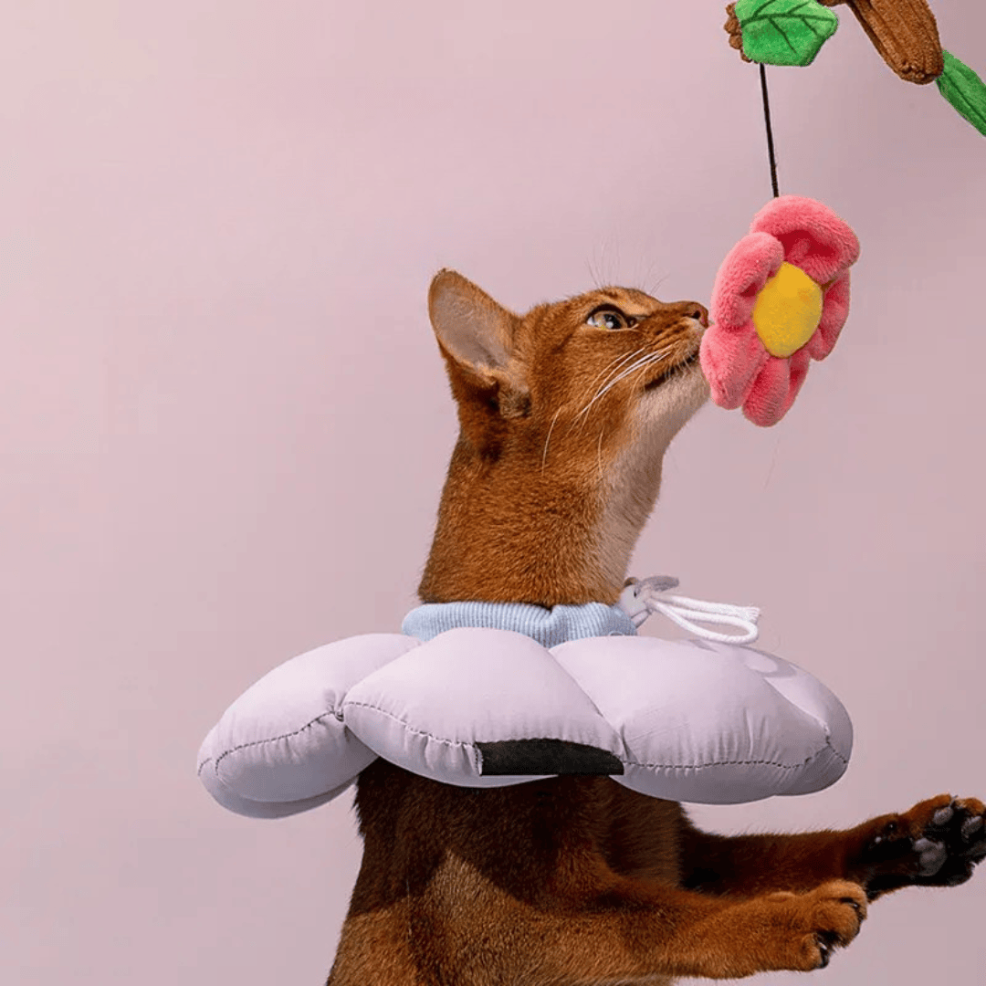 Chat portant une collerette de protection douce. Accessoire post-opératoire pour récupération et anti-léchage.