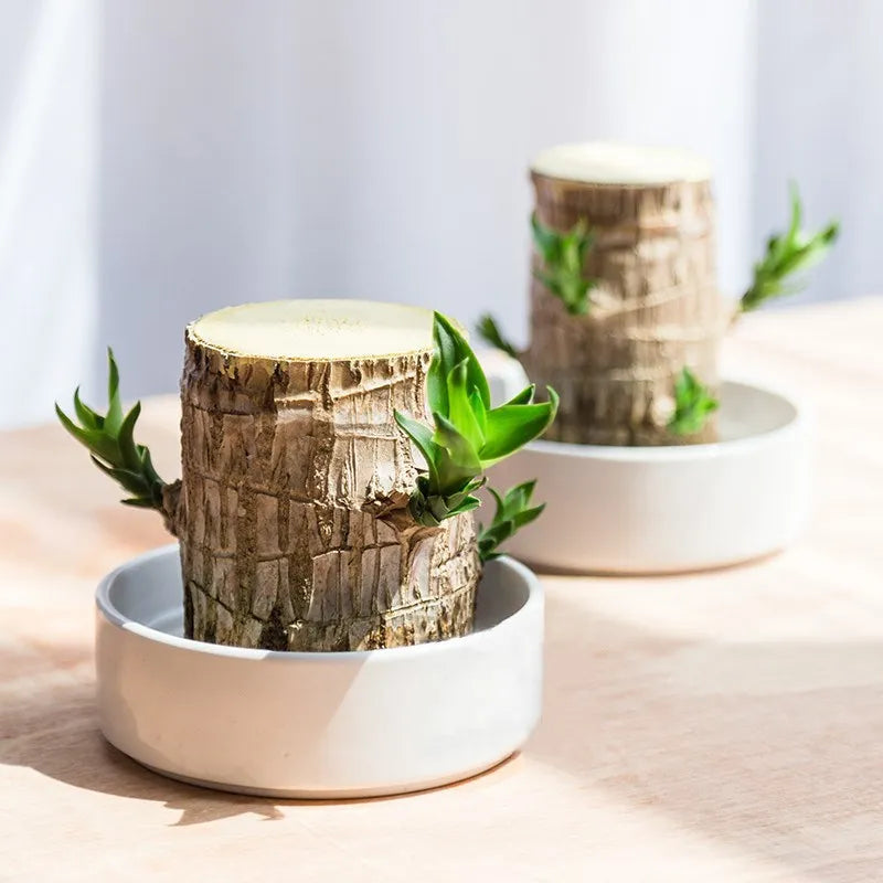 Plante purificatrice d'air LeafLuck pour un intérieur sain et un bien-être naturel. Facile d'entretien, idéale décoration.