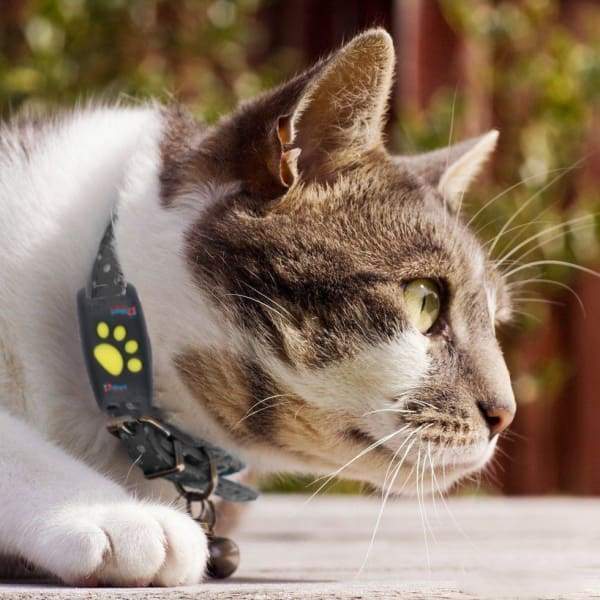 Traceur GPS PurrLux étanche pour animaux: suivi temps réel sécurisé de votre chat/chien en extérieur.