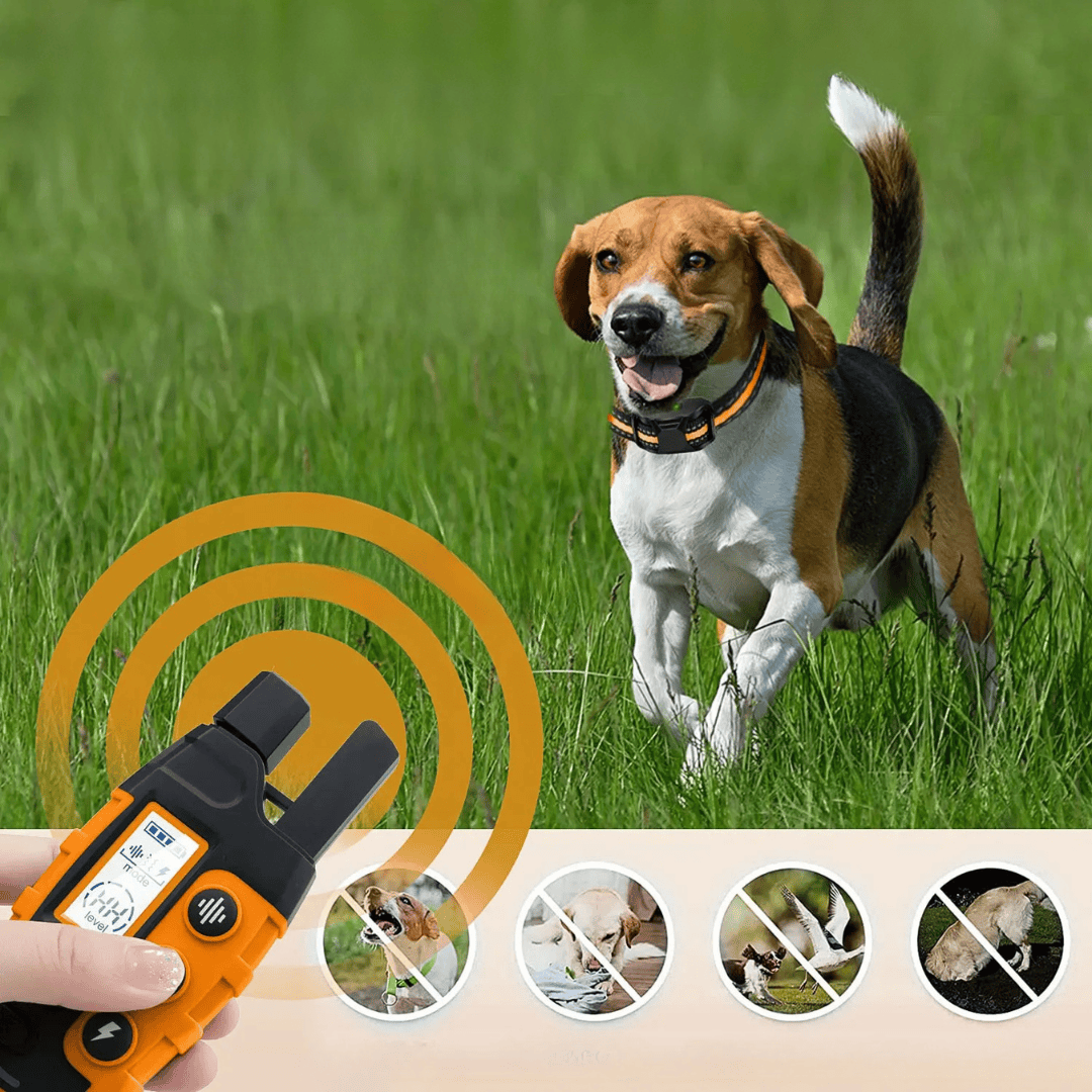 Collier de dressage pour chien avec batterie rechargeable, essentiel pour une éducation canine cohérente.