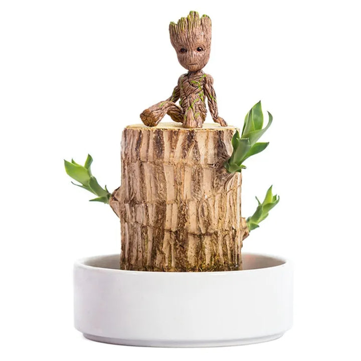 Plante d'intérieur HarmonyWood purifiante, idéale pour l'air et la relaxation, apporte sérénité à votre maison.