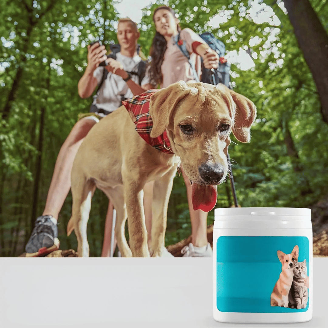 Nettoyage efficace des dents pour chien et chat. Ces lingettes dentaires assurent la santé buccale et une haleine fraîche.