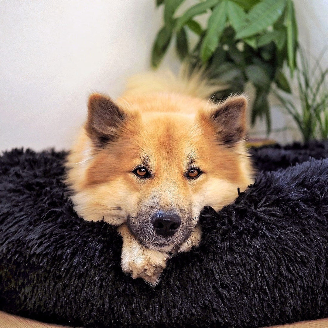 Accessoire pour chien : Lit Fluffy Plus lavable, hygiénique et confortable, parfait pour le bien-être quotidien de votre animal.