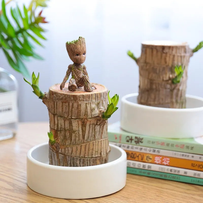 Plante d'intérieur décorative et apaisante pour le bien-être, purifie l'air de la maison, facile d'entretien.