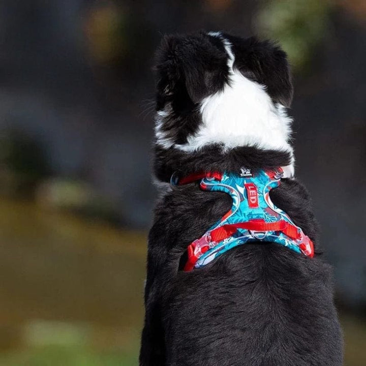 Harnais chien anti-traction, ajustable. Confort supérieur et sécurité pour les balades.