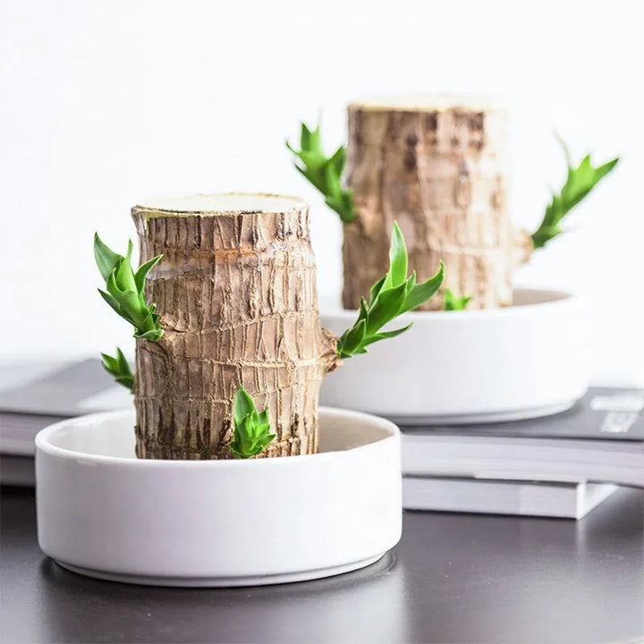 Plante d'intérieur HarmonyWood pour une maison saine, purifie l'air, favorise la relaxation et le bien-être.