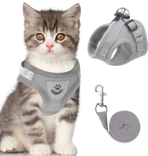 Harnais chat confortable et sécurisé, une alternative douce au collier chat pour la promenade de votre félin.