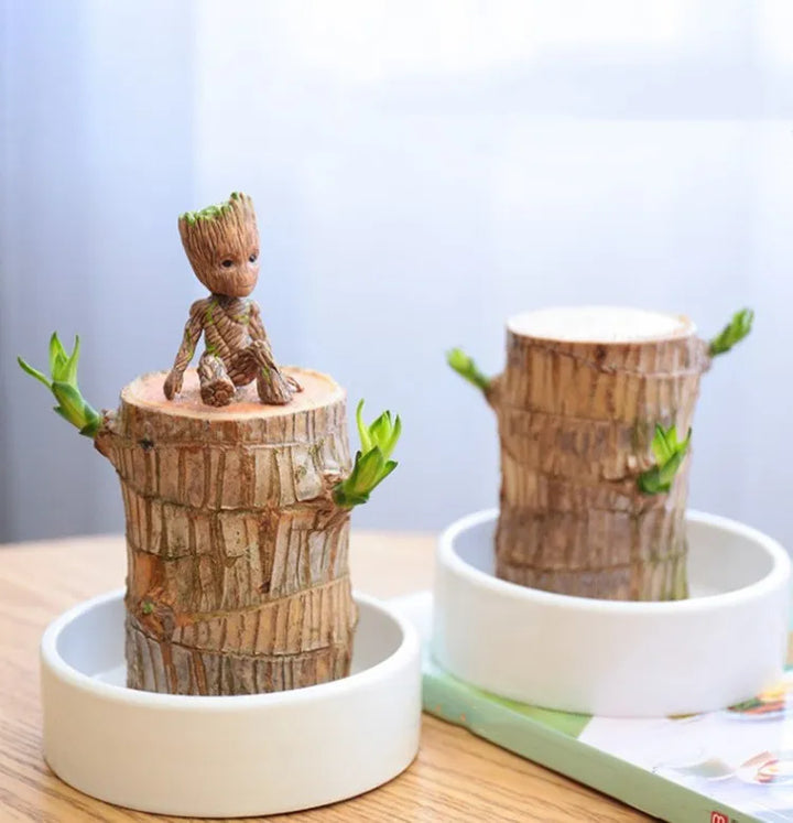 Plante LeafLuck purificatrice, essentielle pour un air sain et le bien-être. Parfaite plante d'intérieur décorative.