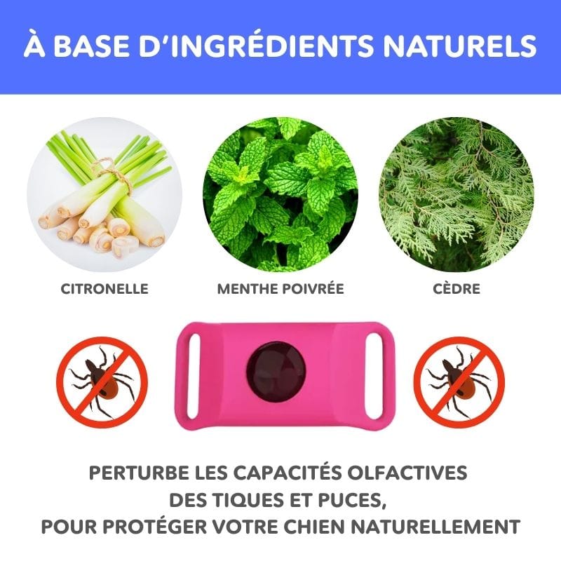 Chien heureux portant son pendentif anti-puces et tiques naturel. Bien-être garanti sans démangeaisons.