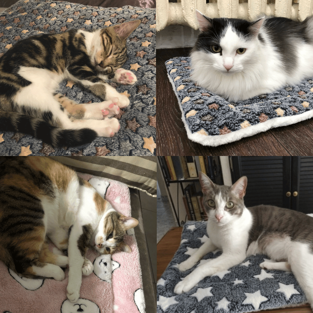 Texture moelleuse de la couverture apaisante pour chat, offrant un confort doux et anti-stress.