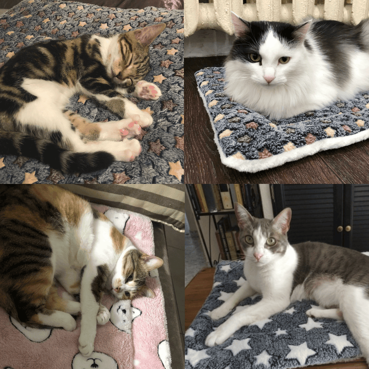 Texture moelleuse de la couverture apaisante pour chat, offrant un confort doux et anti-stress.