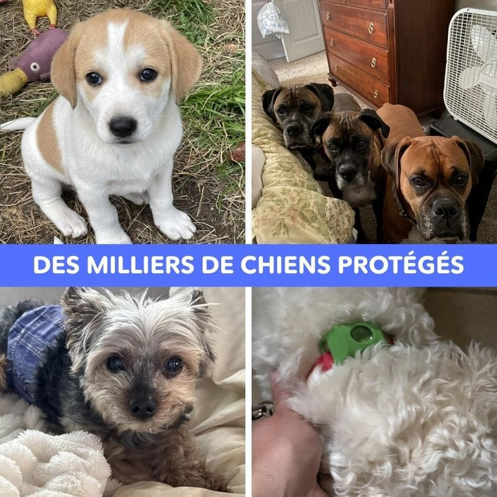 Accessoire chien : pendentif de protection anti-puces et tiques naturel. Idéal pour toutes races.