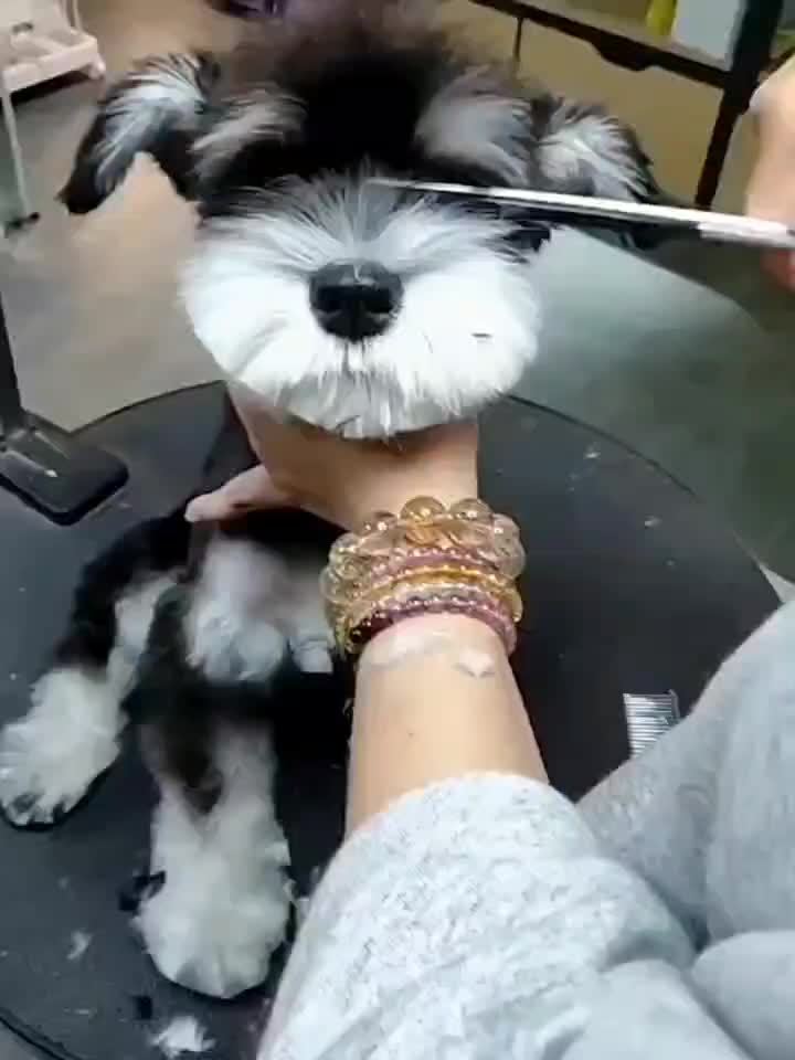 Ensemble de ciseaux de toilettage et peigne pro pour entretien quotidien des chiens et chats, qualité supérieure.