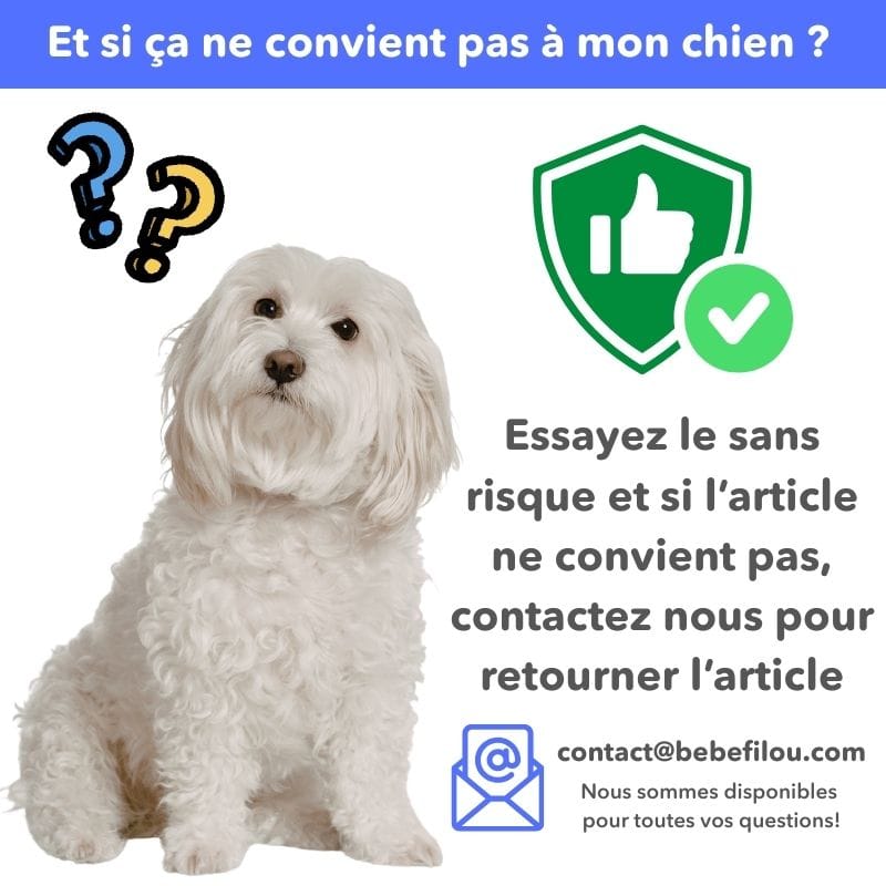 Chien en promenade, protégé par son pendentif anti-puces et tiques naturel. Aventure en toute sérénité.
