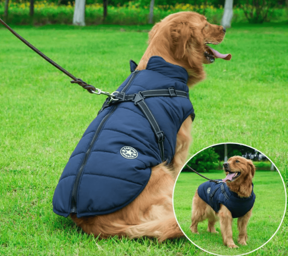 Manteau chien hiver résistant à l'eau, doublure chaude, avec harnais sécurisé pour promenades.