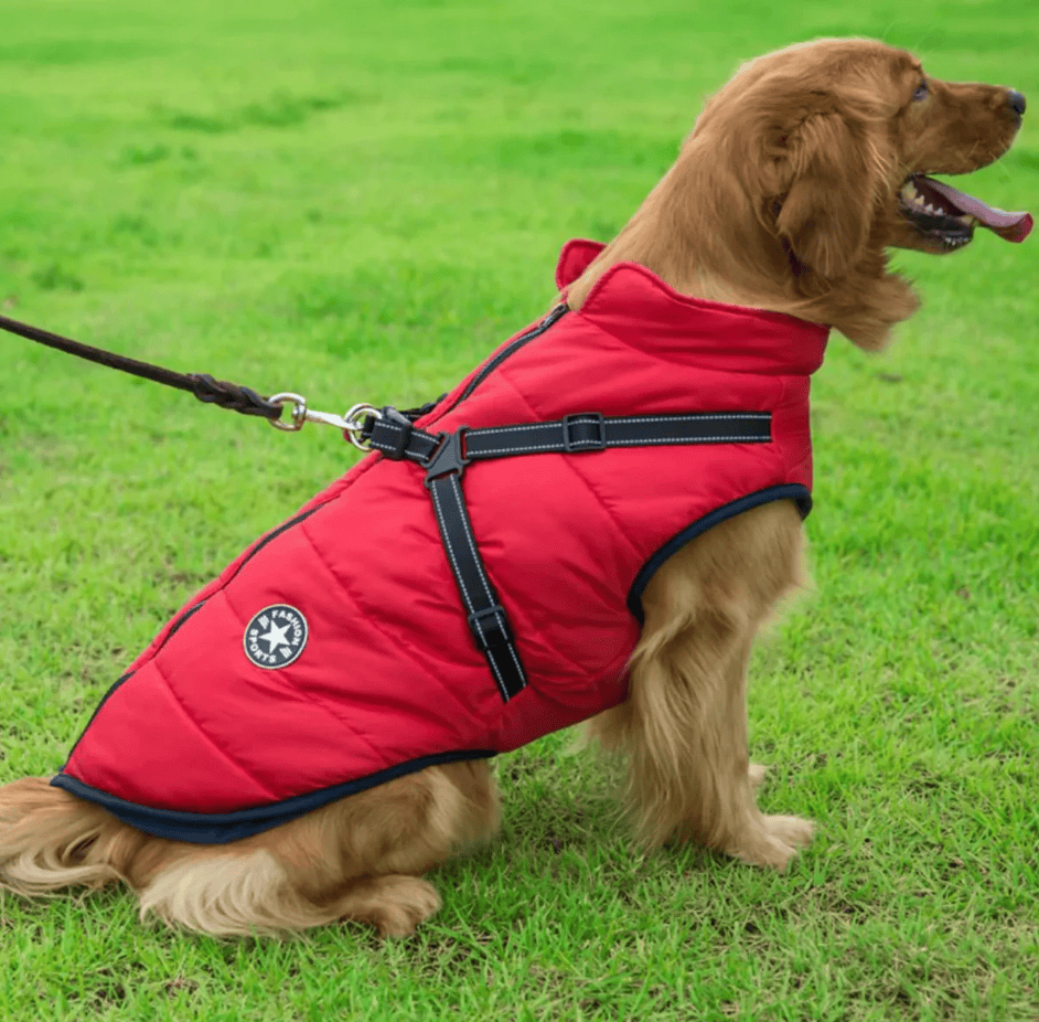 Accessoire chien: Veste hivernale imperméable avec harnais, protection contre le froid et la pluie.