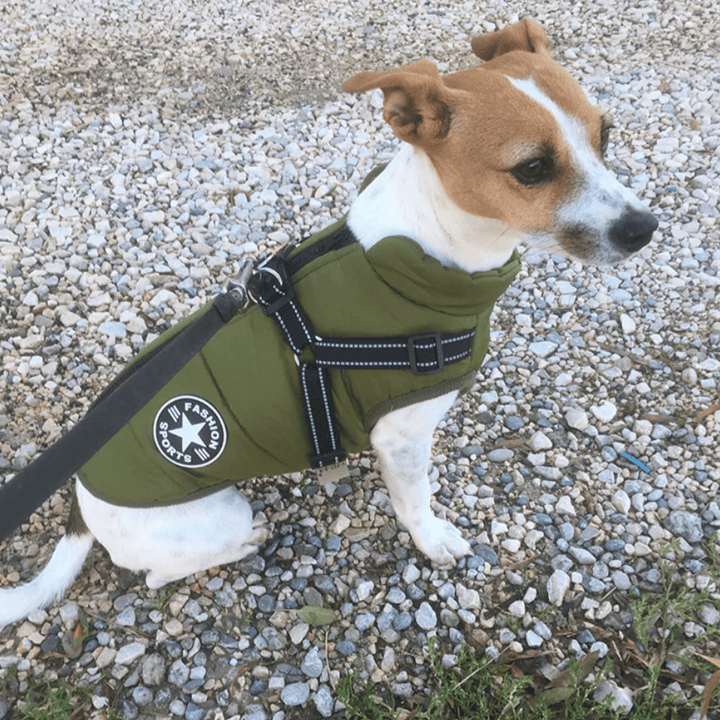 Veste chien avec harnais, sécurité accrue, tissu imperméable et rembourrage chaud pour l'hiver.