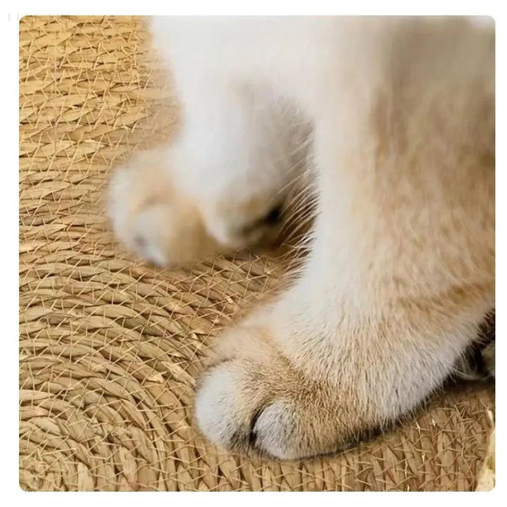 Lit douillet pour chat, lavable en machine, garantissant hygiène et un confort durable pour votre compagnon.
