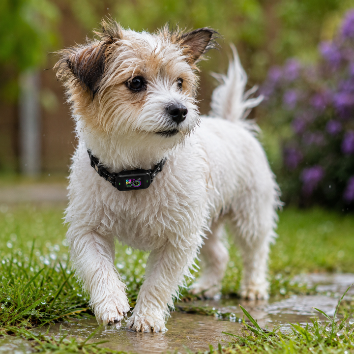 Boîtier du collier anti-aboiement numérique, illustration de la technologie pour un dressage chien positif.
