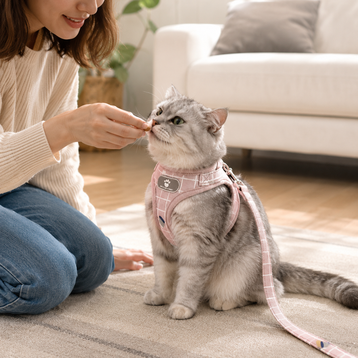 Vue de dos d'un chat en promenade avec son harnais Comfort Flex sécurisé et ajustable.