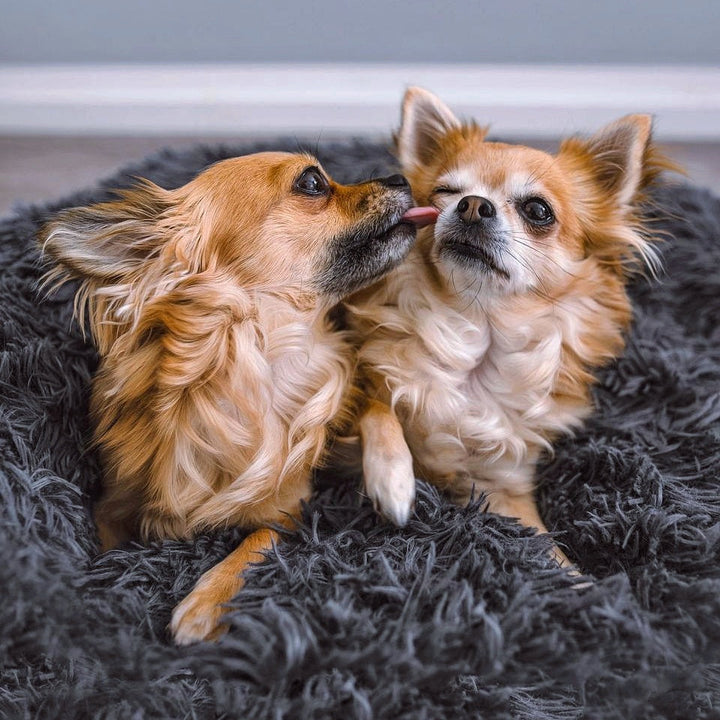 Panier orthopédique Fluffy Plus, un cocon de douceur pour tous les chiens, y compris les plus fragiles ou craintifs.