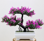 Violet: Petit lotus de pin