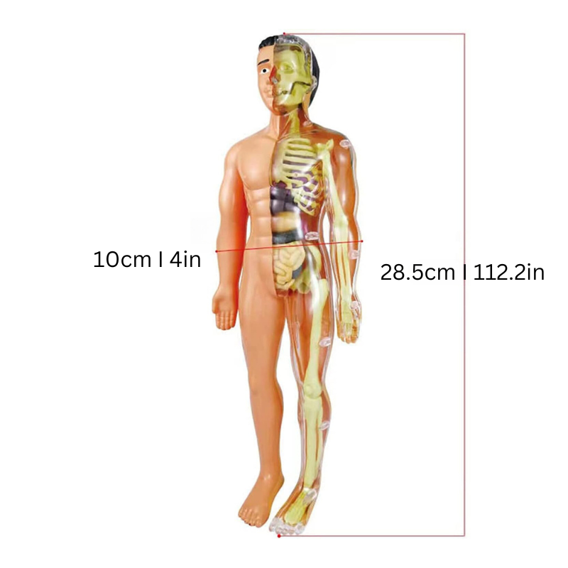 Jouet éducatif 3D d'anatomie pour enfants. Modèle interactif du corps humain favorisant la découverte scientifique.