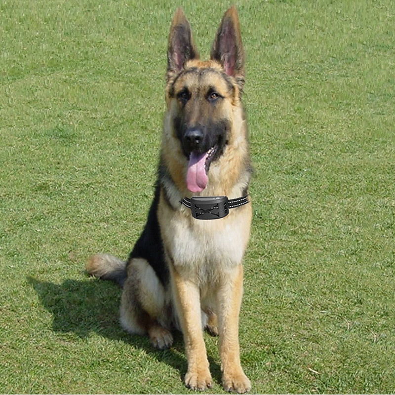 Collier d'éducation étanche pour clôture sans fil, dressage doux et sécurisé du chien dans son périmètre.