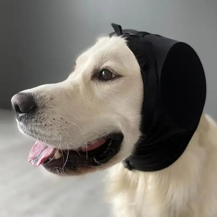 Chien serein portant un casque antibruit confortable. Protection auditive contre le bruit, assurant le bien-être de l'animal.