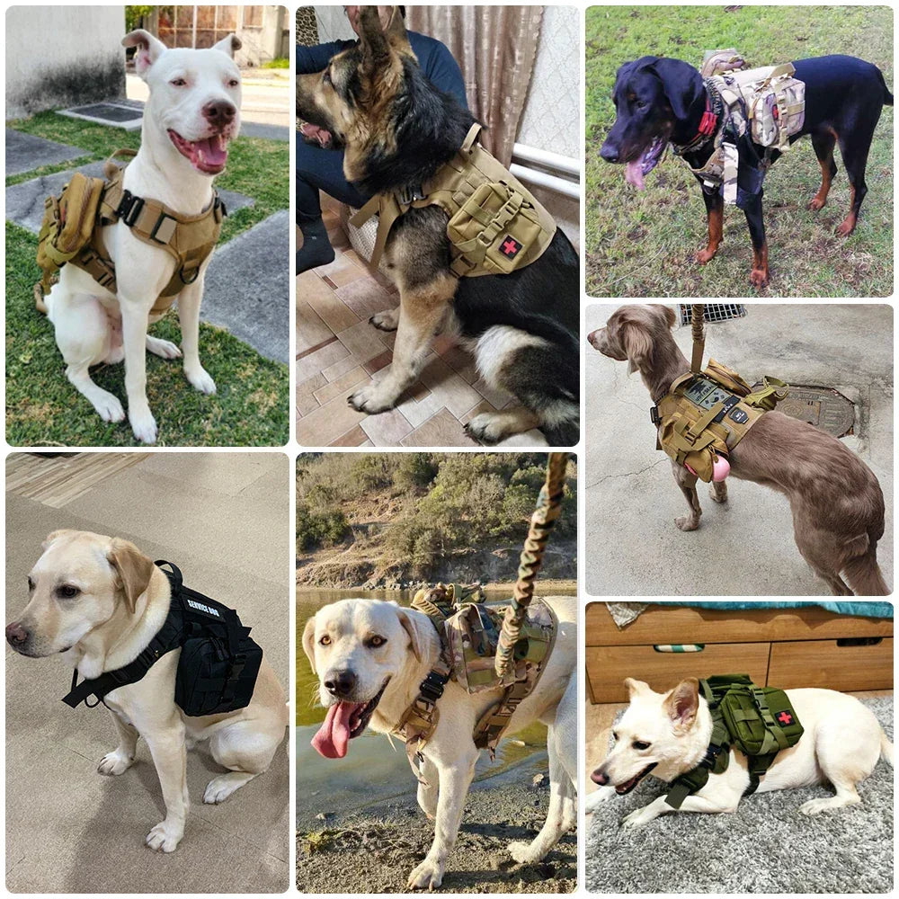 Équipement tactique durable : ensemble harnais militaire K9 et laisse pour grands chiens, conçu pour l'usage intensif et l'aventure.