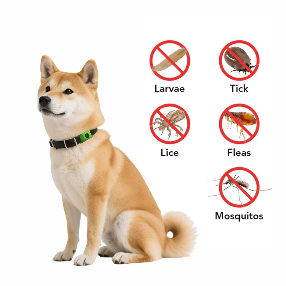 Protection durable et imperméable contre les puces pour chiens, pendentif naturel.