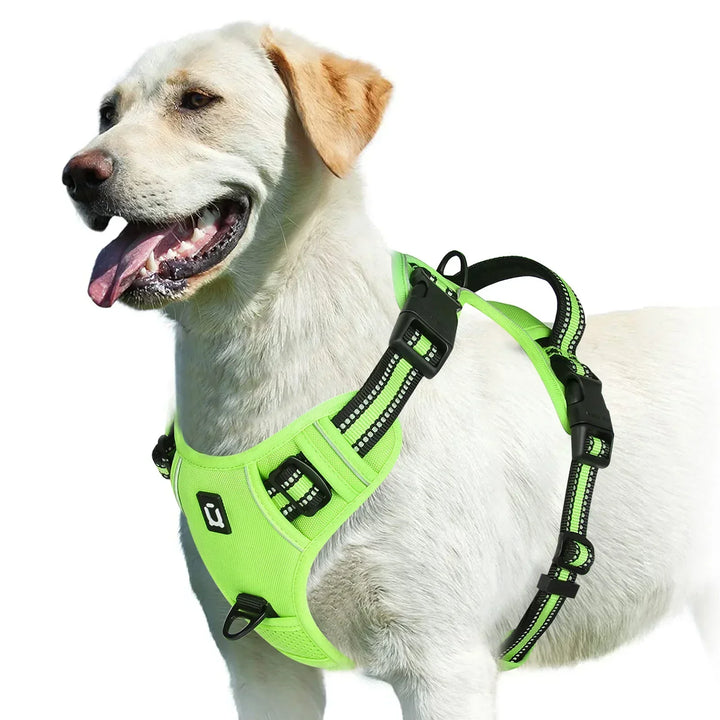 Accessoire chien : harnais confortable et réglable, parfait pour des promenades sereines et sécurisées.