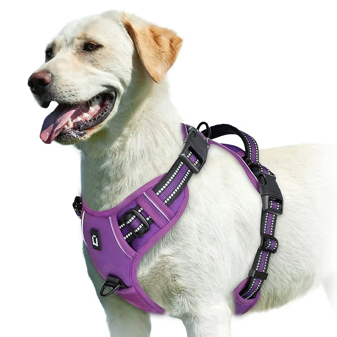 Harnais confortable et sécurisé pour chien. Idéal pour des promenades sans effort avec un contrôle facile.