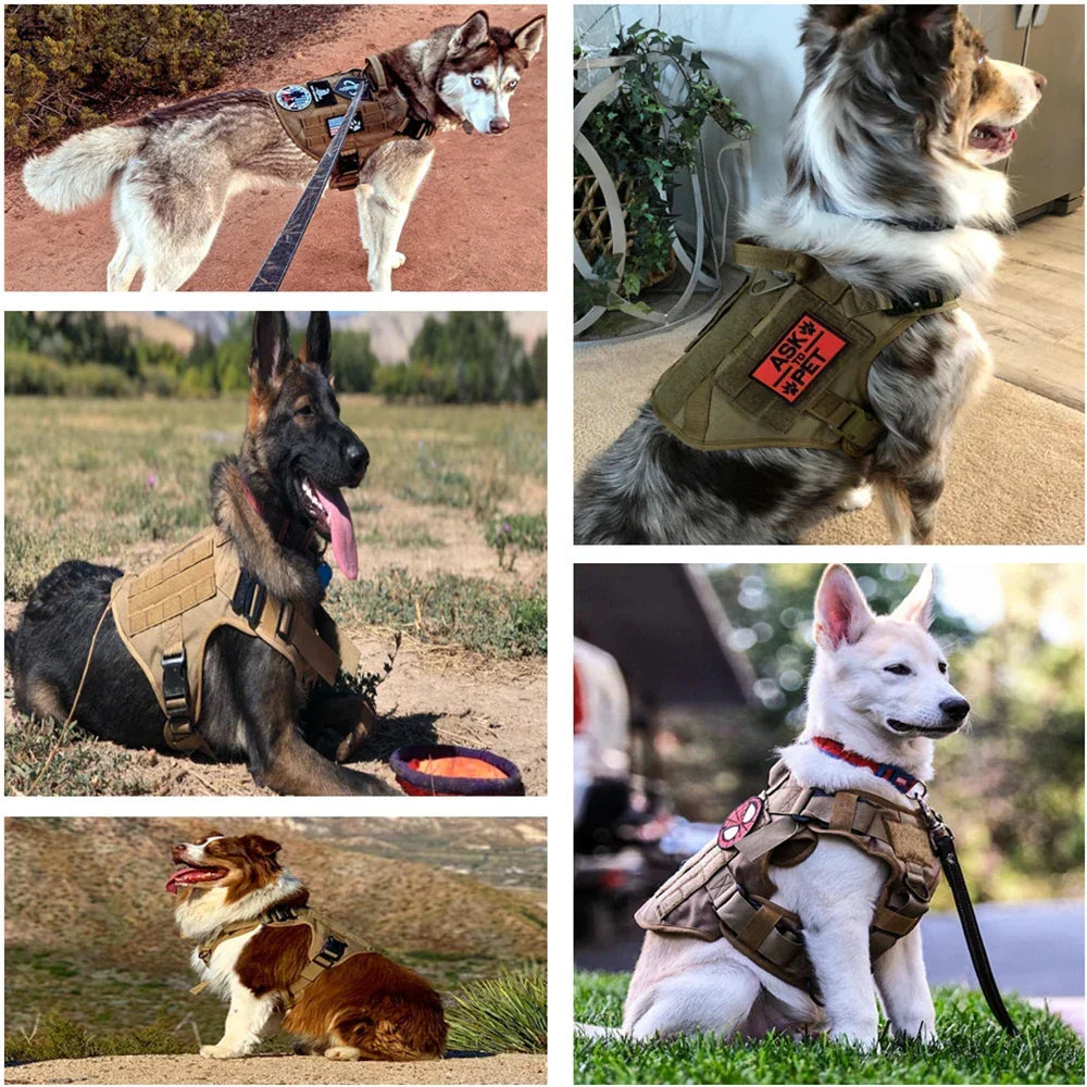 Grand chien équipé du harnais militaire TacticalElite K9 et de sa laisse, prêt pour l'entraînement ou une activité tactique.