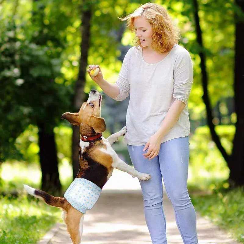 Couche pour chien ultra absorbante, jetable, pour l'hygiène canine, protection contre les fuites et grand confort.