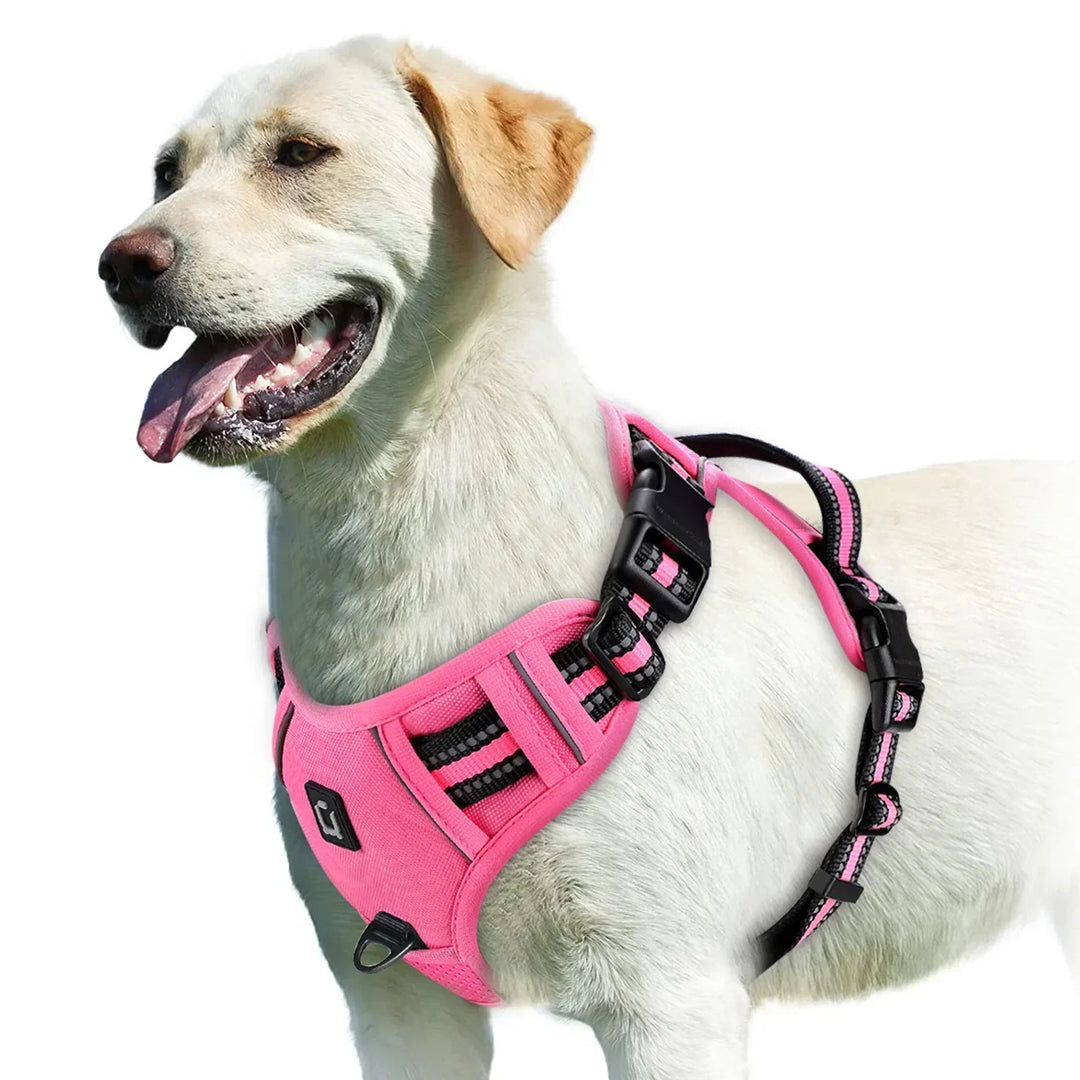 Matériel chien : harnais réglable et anti-tirage, favorisant des promenades plus calmes et agréables.