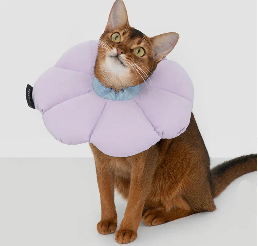 Collerette douce pour chat post-opératoire. Collier de protection anti-léchage confortable et ajustable.