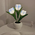 Tulipe bleue à 3 têtes