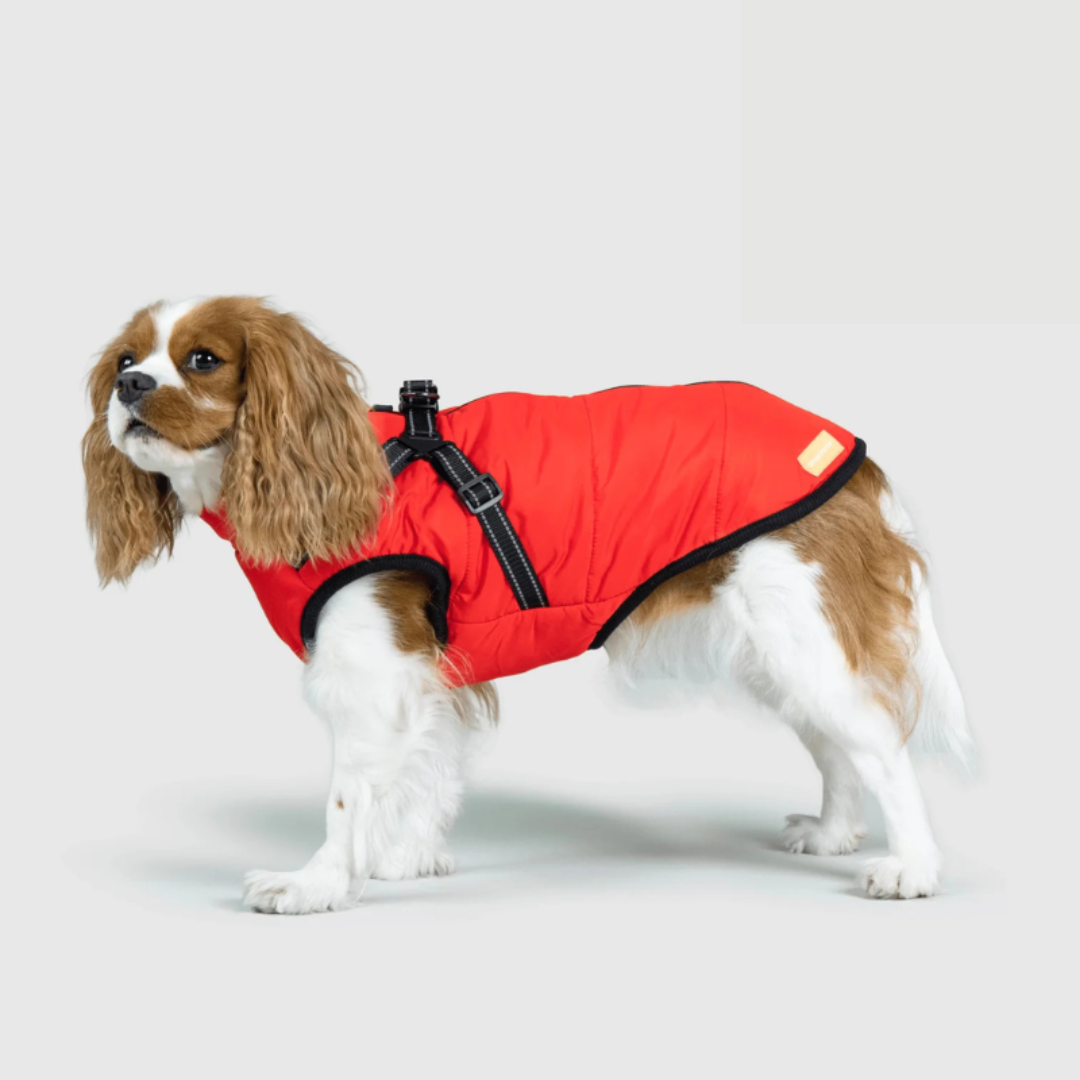 Manteau RoyalPaw confortable pour chien, assure chaleur et protection contre le froid hivernal. Idéal pour promenade.