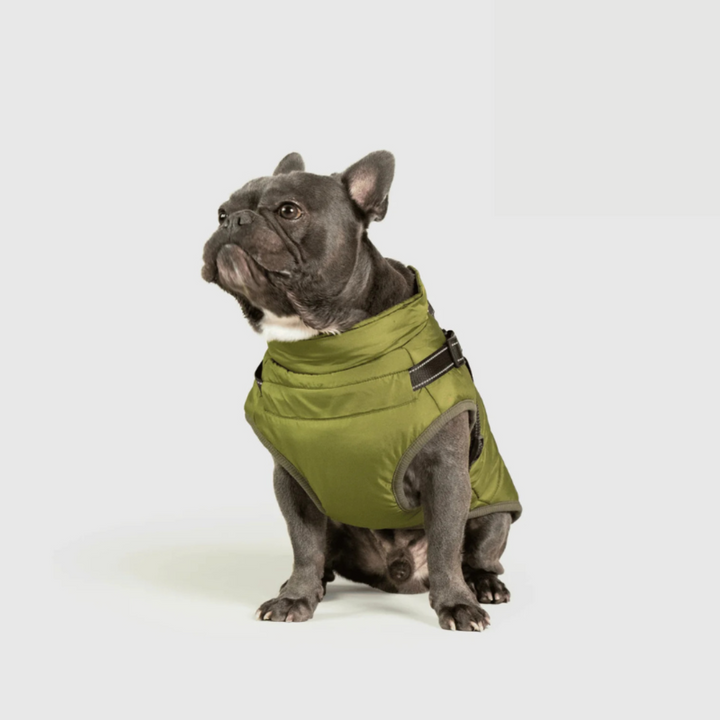 Vêtement chien hiver RoyalPaw imperméable, garde votre compagnon au sec et au chaud durant les promenades glaciales.