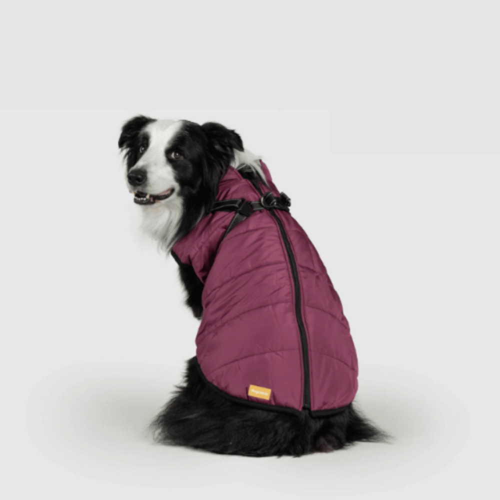 Manteau chien chaud et stylé pour l'hiver. Protège du froid, parfait pour promenades élégantes. Imperméable RoyalPaw.