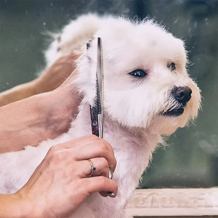 Produit de toilettage animal : set de ciseaux ergonomiques et peigne pour un confort optimal durant l'entretien.