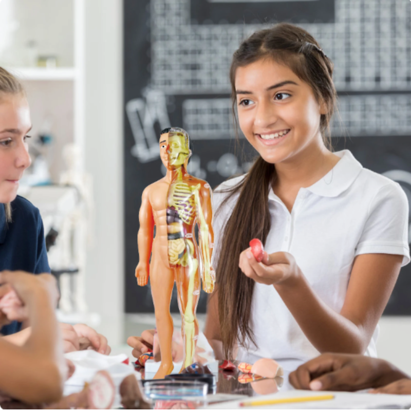 Modèle 3D d'anatomie éducatif pour enfants, détaillant le corps humain et les organes. Idéal pour l'apprentissage STEM.