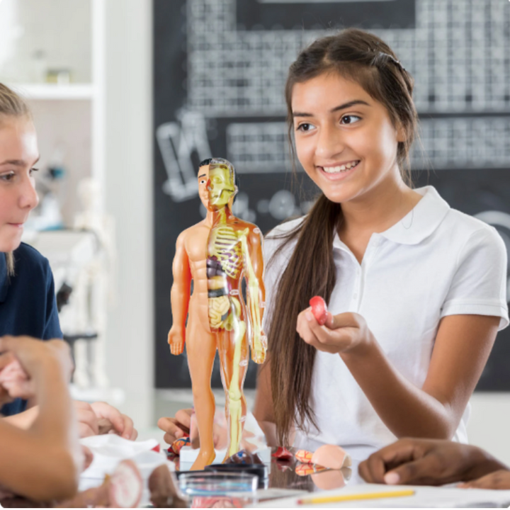 Modèle 3D d'anatomie éducatif pour enfants, détaillant le corps humain et les organes. Idéal pour l'apprentissage STEM.
