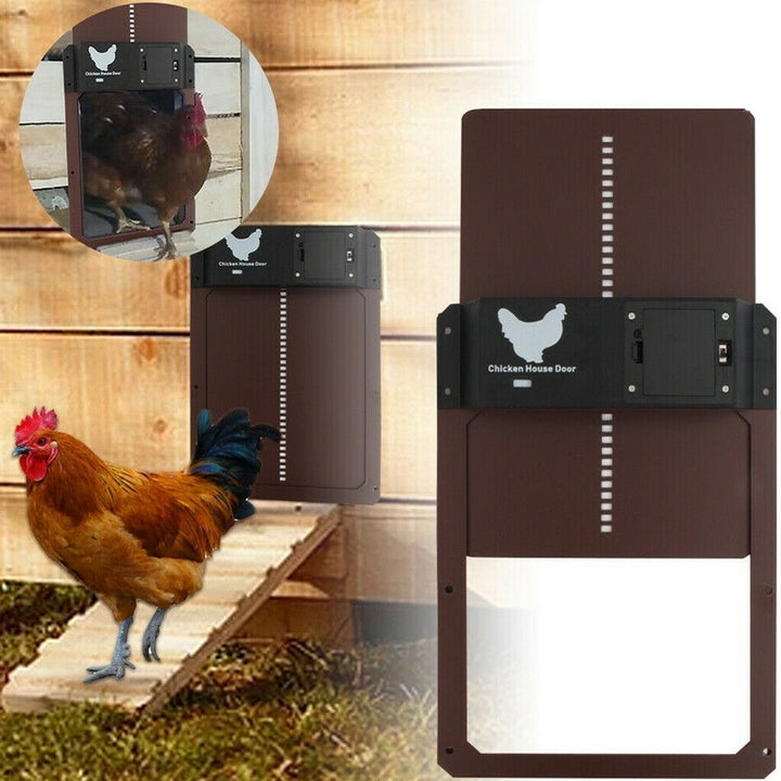 Accessoire poulailler : porte automatique PoultryPro. Fini les ouvertures manuelles, sécurité constante des poules.
