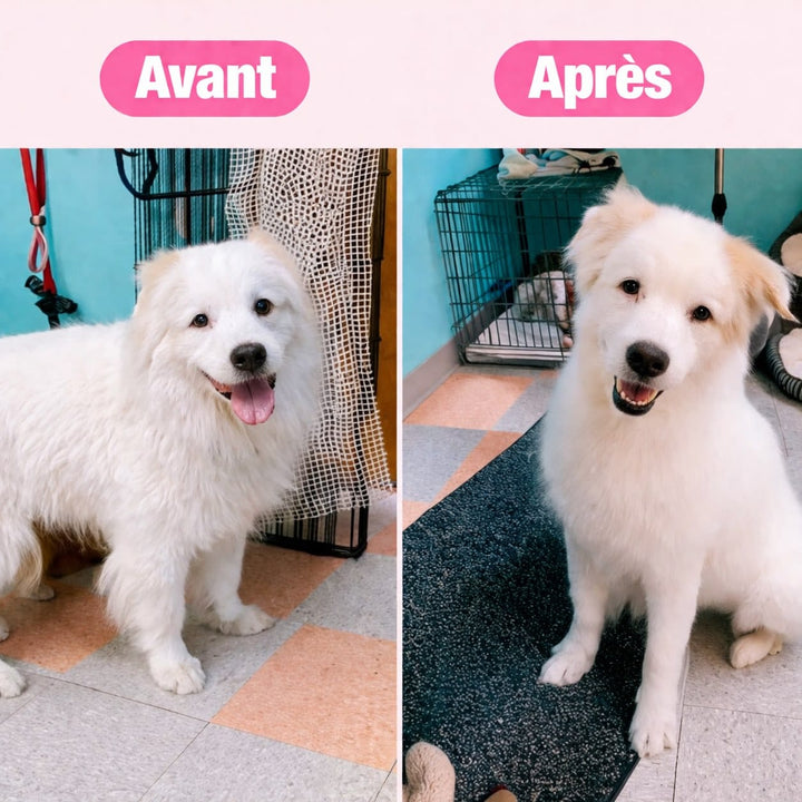Efficace brosse anti-poils d'animaux pour meubles, garde votre intérieur sans poils.