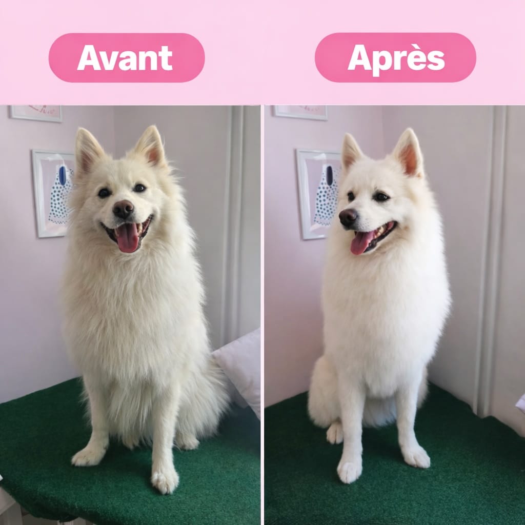 Maison propre: brosse magique pour ramasser rapidement les poils d'animaux domestiques.